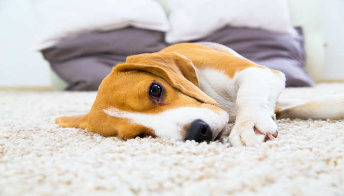 Carpet Cleaning