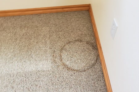 Professional Carpet Cleaning Olympia