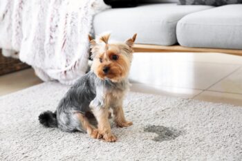 Carpet Cleaning Olympia WA