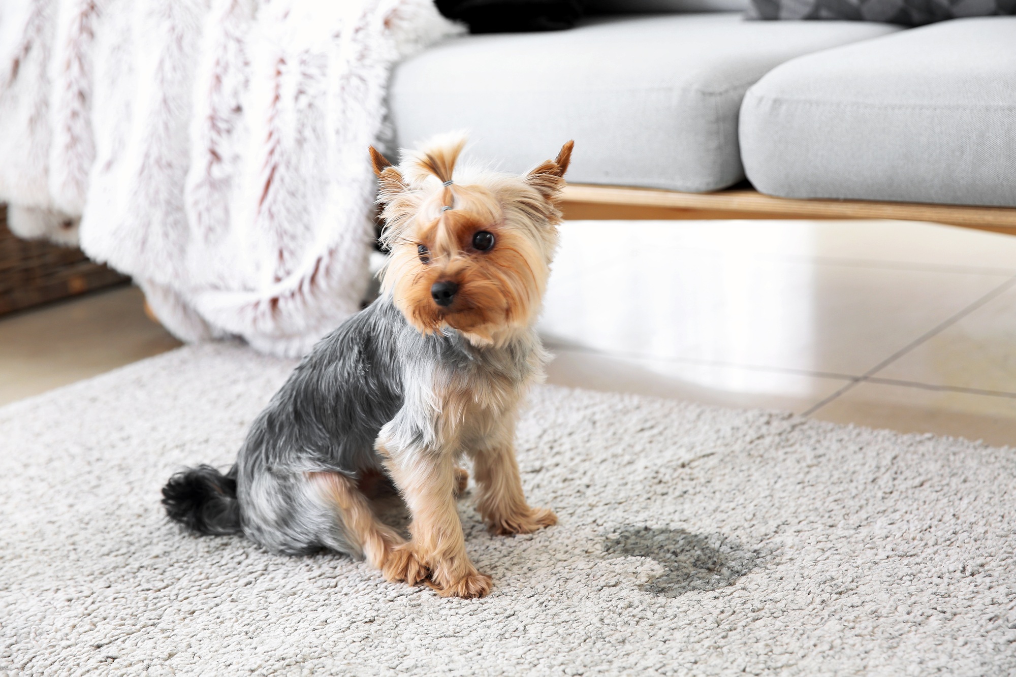 Carpet Cleaning Olympia WA